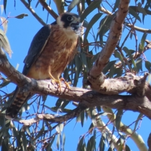 Falco longipennis at Garran, ACT - 5 May 2020