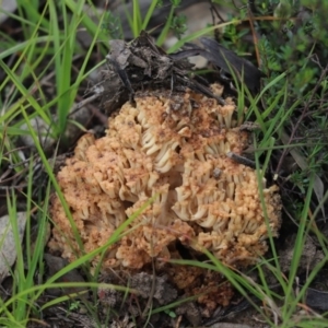 Ramaria sp. at Cook, ACT - 28 Apr 2020 12:51 PM