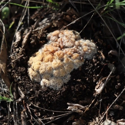 Unidentified Convoluted to brain-like [Brain jelly & look-alikes]  at Cook, ACT - 2 May 2020 by Tammy