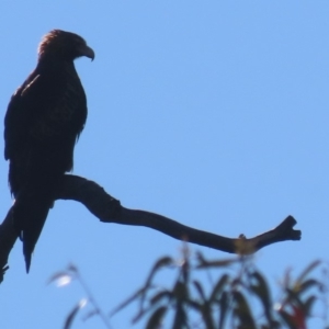 Aquila audax at Garran, ACT - 5 May 2020 02:59 PM