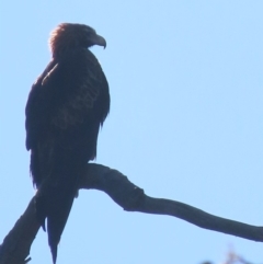 Aquila audax at Garran, ACT - 5 May 2020