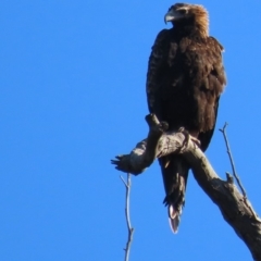 Aquila audax at Garran, ACT - 5 May 2020