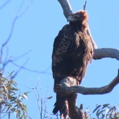 Aquila audax at Garran, ACT - 5 May 2020