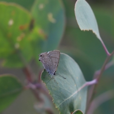 Jalmenus icilius (Amethyst Hairstreak) at Mount Painter - 28 Apr 2020 by Tammy