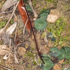 Acianthus exsertus (Large Mosquito Orchid) at ANBG South Annex - 4 May 2020 by DerekC