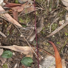 Acianthus exsertus at Acton, ACT - 4 May 2020