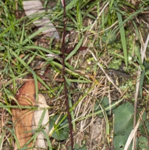 Acianthus exsertus at Acton, ACT - 4 May 2020