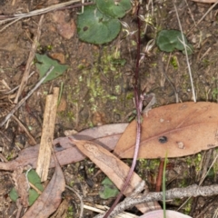 Acianthus exsertus at Acton, ACT - 4 May 2020