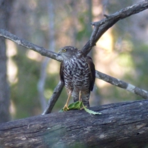 Accipiter cirrocephalus at Black Range, NSW - 5 May 2020