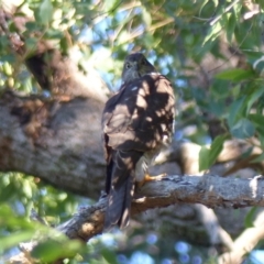 Accipiter cirrocephalus at Black Range, NSW - 5 May 2020