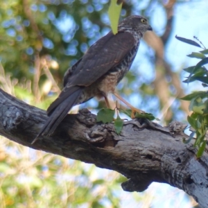 Accipiter cirrocephalus at Black Range, NSW - 5 May 2020