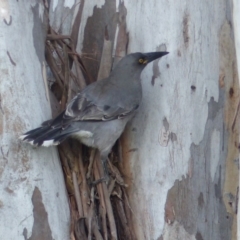 Strepera versicolor (Grey Currawong) at Black Range, NSW - 5 May 2020 by MatthewHiggins