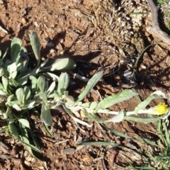 Chrysocephalum apiculatum (Common Everlasting) at Campbell Park Woodland - 3 May 2020 by JanetRussell