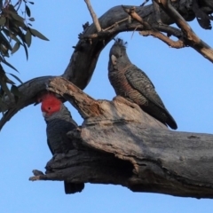 Callocephalon fimbriatum (Gang-gang Cockatoo) at GG194 - 4 May 2020 by JackyF