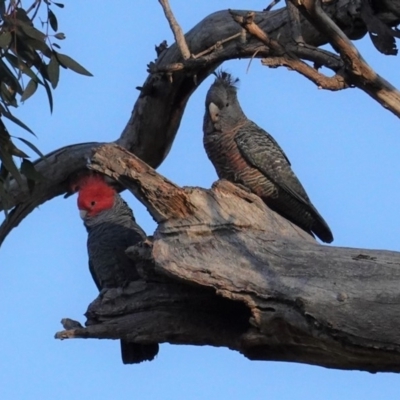 Callocephalon fimbriatum (Gang-gang Cockatoo) at Hughes Grassy Woodland - 4 May 2020 by JackyF