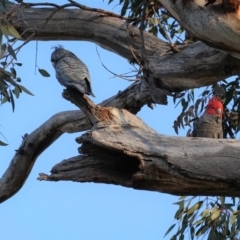 Callocephalon fimbriatum at Hughes, ACT - suppressed