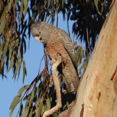 Callocephalon fimbriatum (Gang-gang Cockatoo) at Red Hill to Yarralumla Creek - 4 May 2020 by JackyF