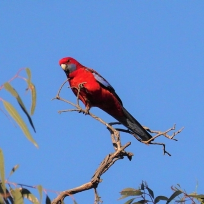 Platycercus elegans (Crimson Rosella) at Deakin, ACT - 4 May 2020 by JackyF