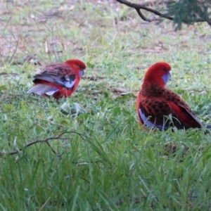 Platycercus elegans at Deakin, ACT - 4 May 2020