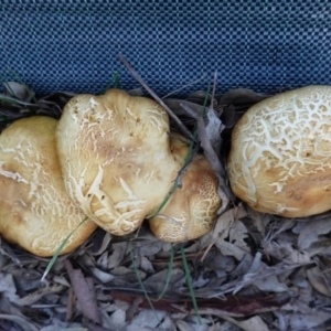 Phylloporus sp. at Deakin, ACT - 4 May 2020