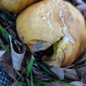 Phylloporus sp. at Deakin, ACT - 4 May 2020