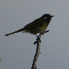 Nesoptilotis leucotis at Griffith, ACT - 2 May 2020