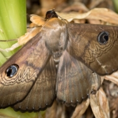 Dasypodia selenophora (Southern old lady moth) at Dunlop, ACT - 22 Jan 2017 by Bron