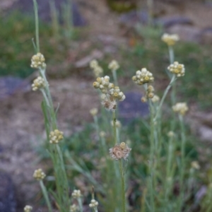 Pseudognaphalium luteoalbum at Deakin, ACT - 4 May 2020 04:57 PM