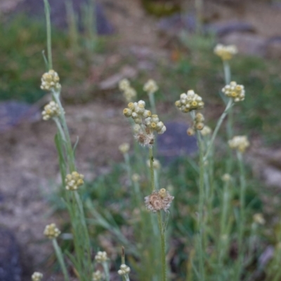Pseudognaphalium luteoalbum (Jersey Cudweed) at Red Hill Nature Reserve - 4 May 2020 by JackyF
