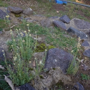 Pseudognaphalium luteoalbum at Deakin, ACT - 4 May 2020