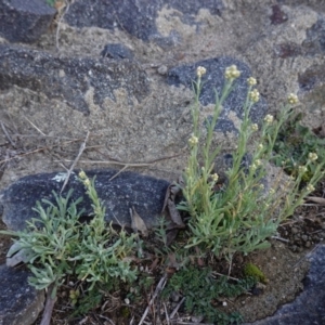 Pseudognaphalium luteoalbum at Deakin, ACT - 4 May 2020