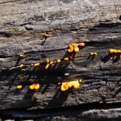 Dacryopinax spathularia (Dacryopinax spathularia) at Red Hill Nature Reserve - 5 May 2020 by JackyF