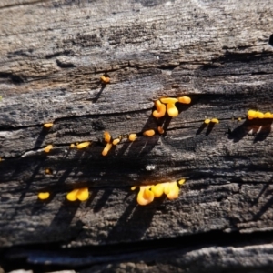 Dacryopinax spathularia at Deakin, ACT - 5 May 2020