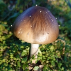 Oudemansiella gigaspora group (Rooting Shank) at Red Hill Nature Reserve - 5 May 2020 by JackyF