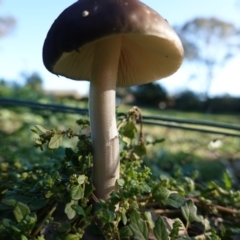 Oudemansiella 'radicata group' at Hughes, ACT - 5 May 2020