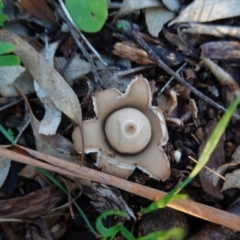 Geastrum sp. (genus) (An earthstar) at Deakin, ACT - 5 May 2020 by JackyF