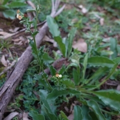 Hackelia suaveolens (Sweet Hounds Tongue) at Red Hill Nature Reserve - 5 May 2020 by JackyF