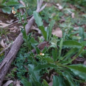 Hackelia suaveolens at Deakin, ACT - 5 May 2020