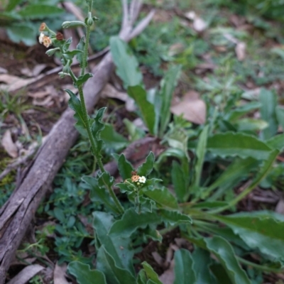 Hackelia suaveolens (Sweet Hounds Tongue) at Red Hill Nature Reserve - 5 May 2020 by JackyF