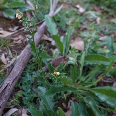 Hackelia suaveolens (Sweet Hounds Tongue) at Deakin, ACT - 5 May 2020 by JackyF