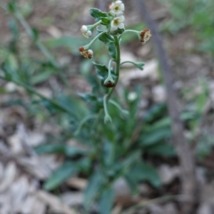 Hackelia suaveolens at Deakin, ACT - 5 May 2020