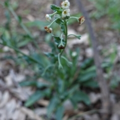 Hackelia suaveolens at Deakin, ACT - 5 May 2020