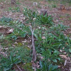 Hackelia suaveolens at Deakin, ACT - 5 May 2020