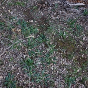 Hackelia suaveolens at Deakin, ACT - 5 May 2020