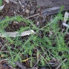 Asperula conferta (Common Woodruff) at Deakin, ACT - 5 May 2020 by JackyF