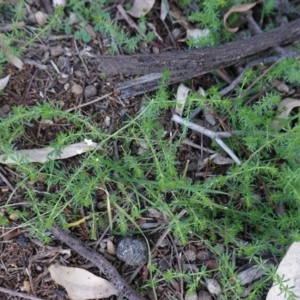 Asperula conferta at Deakin, ACT - 5 May 2020