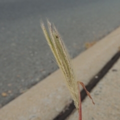 Chloris virgata (Feathertop Rhodes Grass) at Conder, ACT - 8 Apr 2020 by michaelb