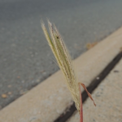 Chloris virgata (Feathertop Rhodes Grass) at Conder, ACT - 8 Apr 2020 by michaelb