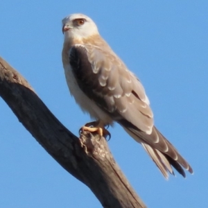 Elanus axillaris at Fyshwick, ACT - 28 Feb 2020