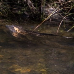 Hydromys chrysogaster (Rakali or Water Rat) at Uriarra Village, ACT - 5 May 2020 by Jek